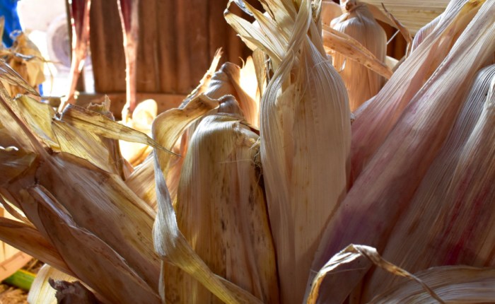 Klamath Henry (19C) Produces Website On The Resiliency of the Three Sisters Crop