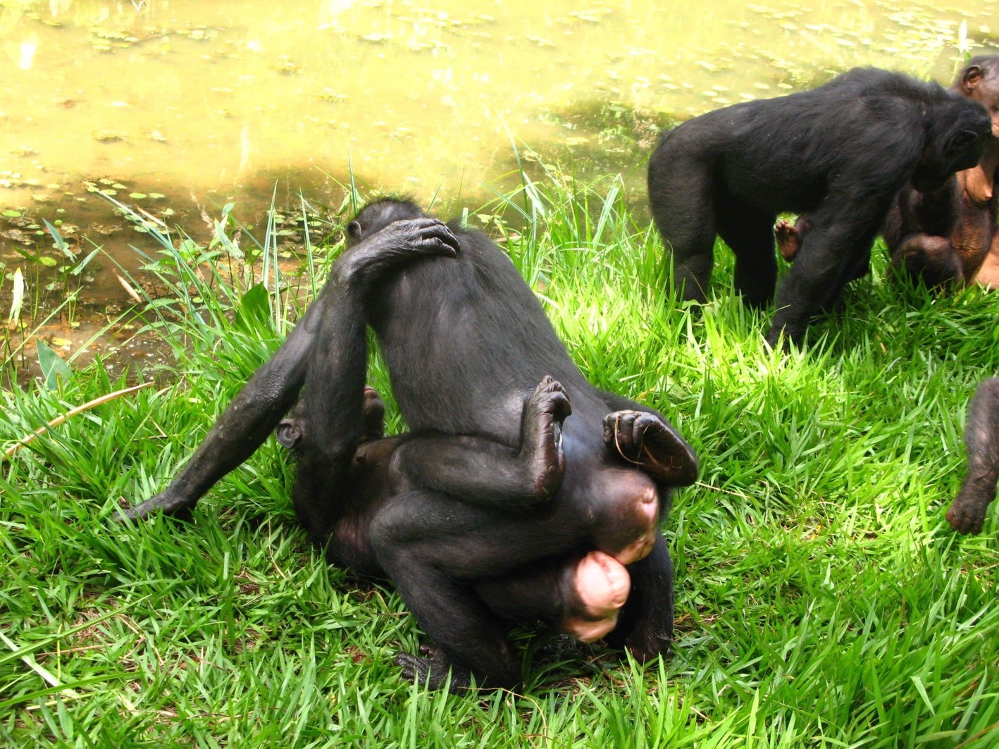 bonobos_GGrubbing_Zanna Clay.jpg